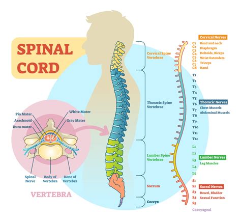 Your Guide To Spinal Cord Injuries And Truck Accidents Huber Thomas