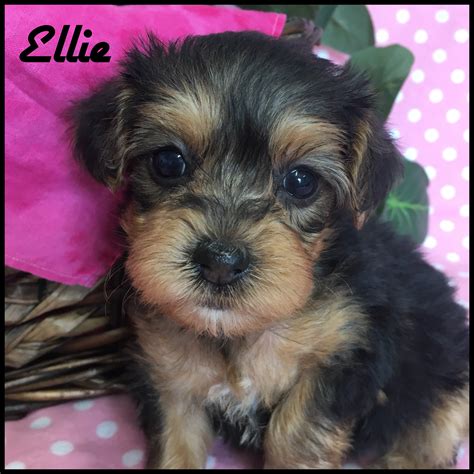 See more of yorkiepoo puppies on facebook. Yorkie Poo Puppies Minnesota - Puppy And Pets