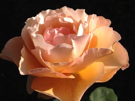 Bronze Star Rose Beautiful Rose Flowers Hybrid Tea Roses Tea Roses