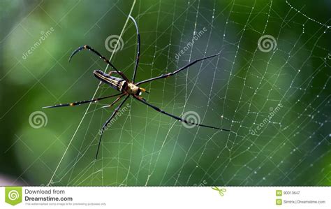 Big Black Spider Stock Image Image Of Macro Sits Green 90013647