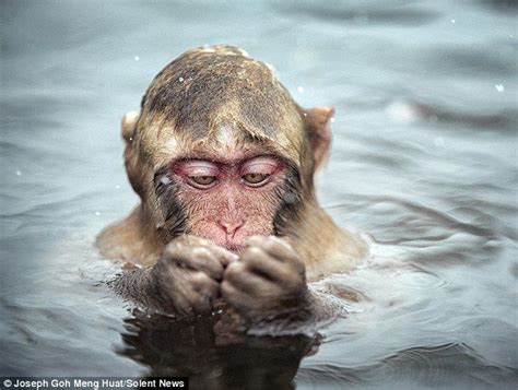 A Young Japanese Macaque Enjoyes A Hot Bath At The Jigokudani Monkey