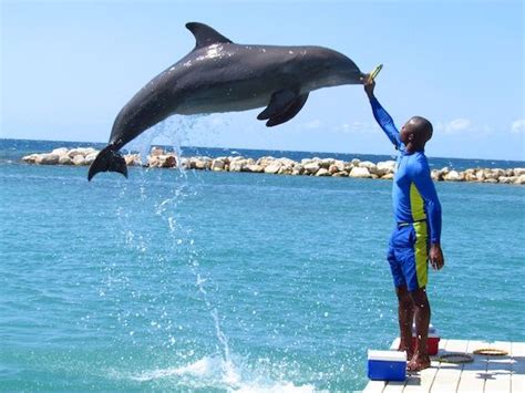 Swim With The Dolphins In Negril Jamaica At Dolphin Cove Jamaica