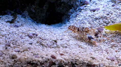 Pistol Shrimp And Goby Pair Youtube