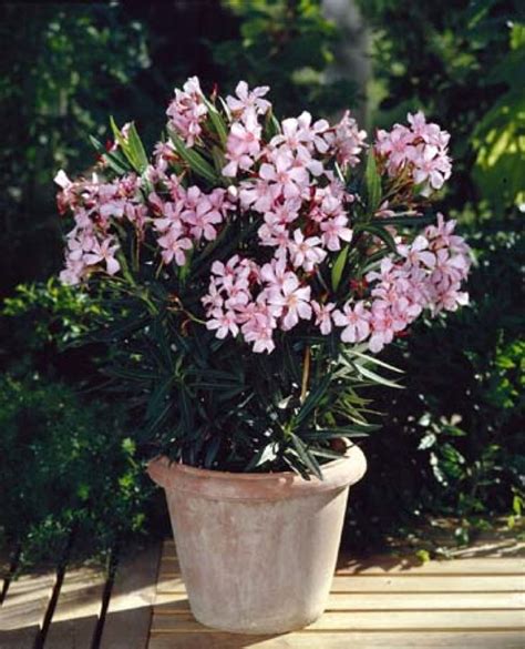 Oleander Winter Care Bringing Oleander Indoors In Winter With Images