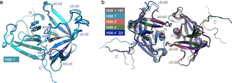 Jul 19, 2013 · the duration of immunity to norovirus (nov) gastroenteritis has been believed to be from 6 months to 2 years. Structure determination of Murine Norovirus NS6 proteases ...