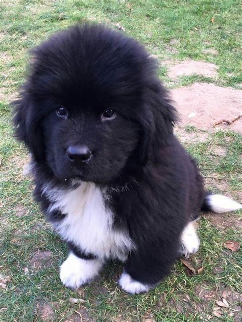 Newfoundland Puppy Aslan Cute Puppies Cute Dogs Dogs And Puppies