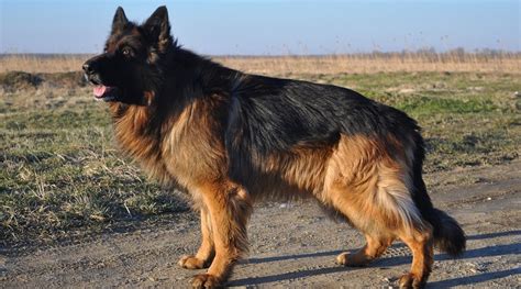 Long Haired German Shepherd Your Guide To The Shaggy Gsd Vlrengbr
