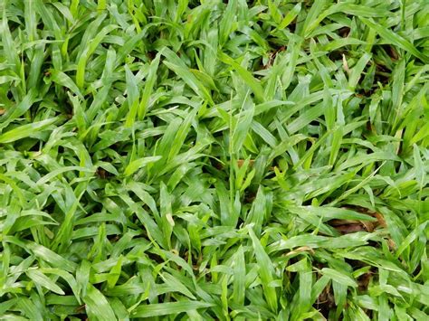 Broadleaf Carpetgrass Axonopus Compressus