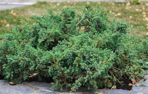 14 Low Growing Evergreen Shrubs For Borders