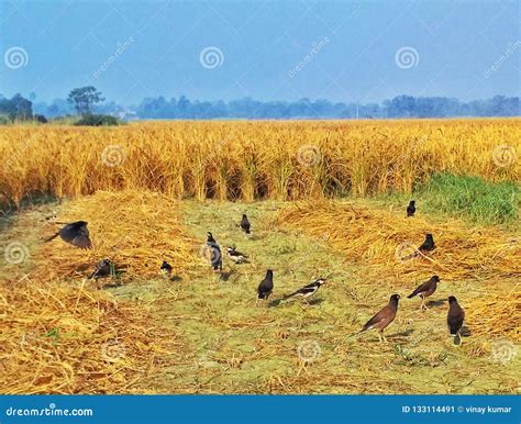 Birds In The Paddy Ground Stock Image Image Of Feeding 133114491