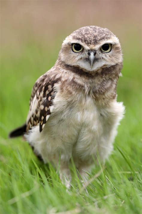 The Top 15 Cutest Owls In The World