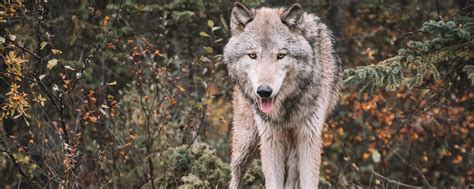 Download Wallpaper 2560x1024 Wolf Predator Protruding Tongue