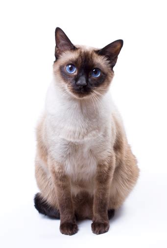 A Siamese Cat With Blue Eyes Set Against A White Background Stock Photo