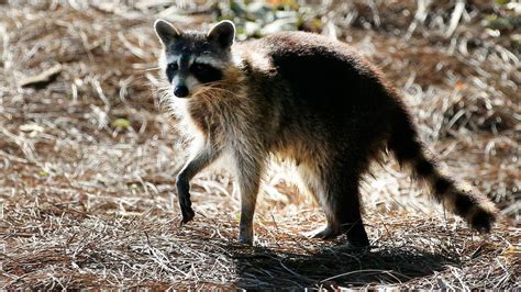 Are Raccoons Dangerous To Humans Pets Heres How To Protect Yourself