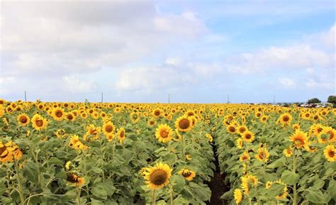 The Beautiful Sunflower Landscape In Hawaii Youll Only See Once A Year