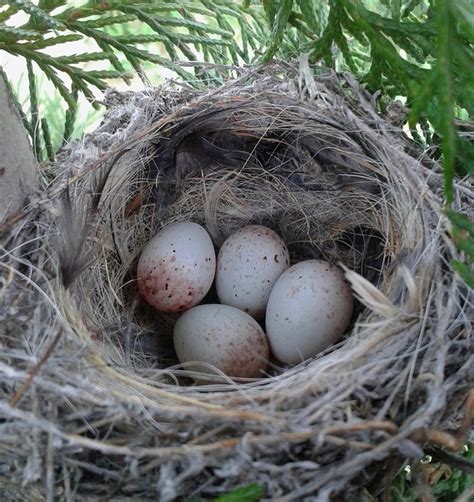 Eggs Nest Birds Free Photo On Pixabay Pixabay