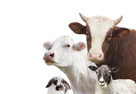 Cattle Farm Animals Set Stock Image Image Of Group Isolated 77502863