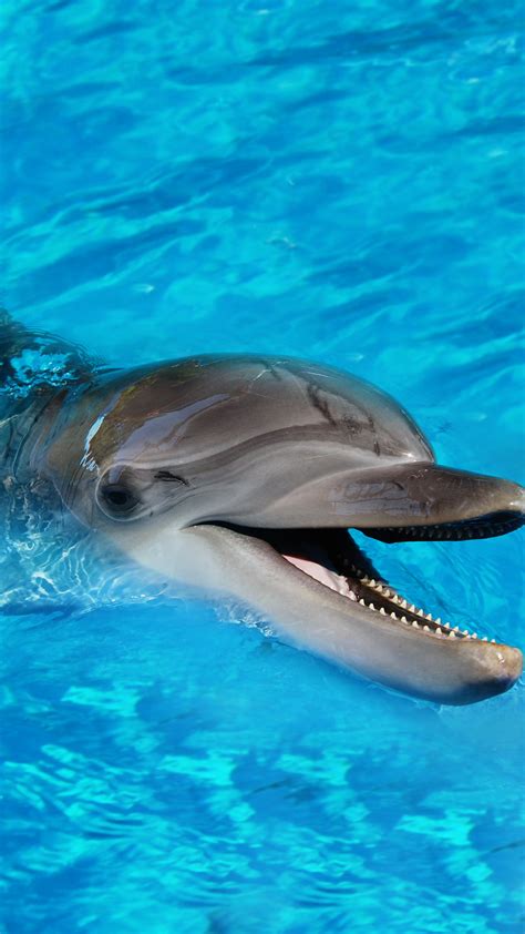 Free Hd Baby Dolphin Iphone Wallpaper For Download 0308