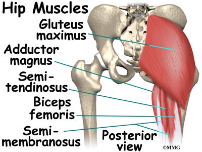 Distribution on the hip can be shown. Hip Anatomy | eOrthopod.com