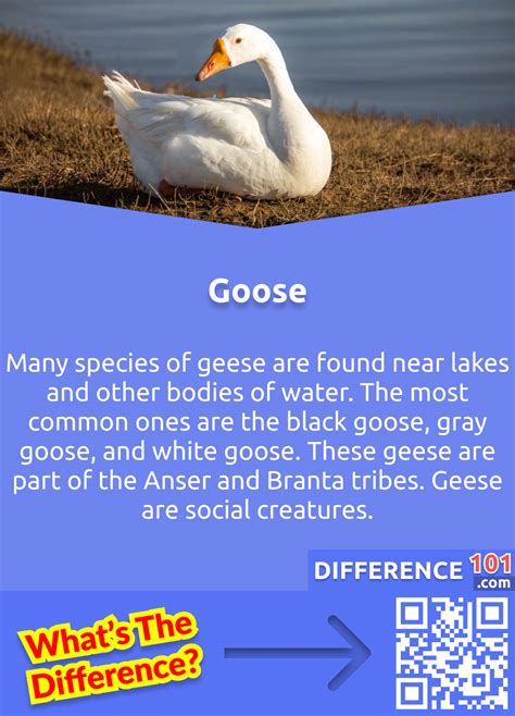 Goose Gander Key Differences Definition Living Areas Difference 101