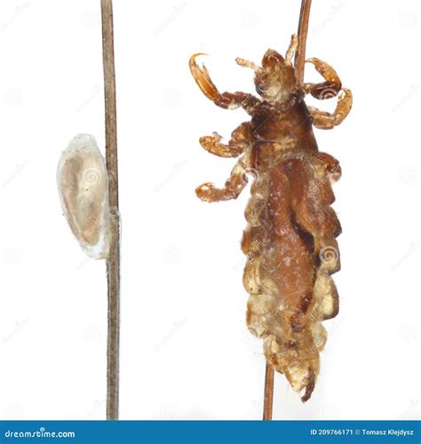 The Body Louse Pediculus Humanus On The Hair Stock Image Image Of