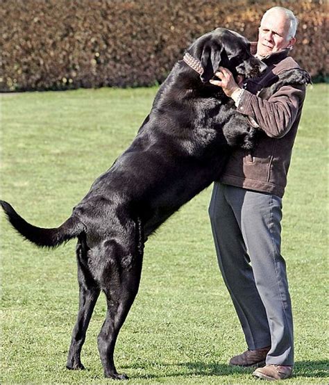 Dogzilas The Biggest Dogs On Earth