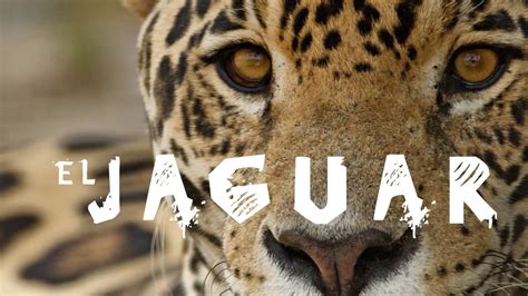 El Jaguar En Peligro De Extinción En Sonora Por Cacería Explotación