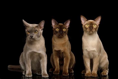 Note that the spotted tabby pattern is not shown as a separate genotype on the above chart. 23 Fun Facts About Burmese Cats You should Definitely Know ...