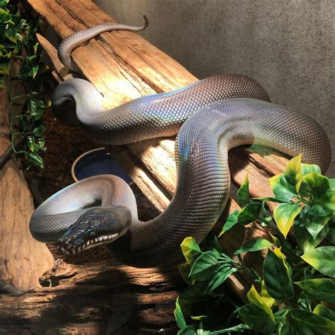 Southern White Lipped Python Striking A Pose In The Breeding Room At