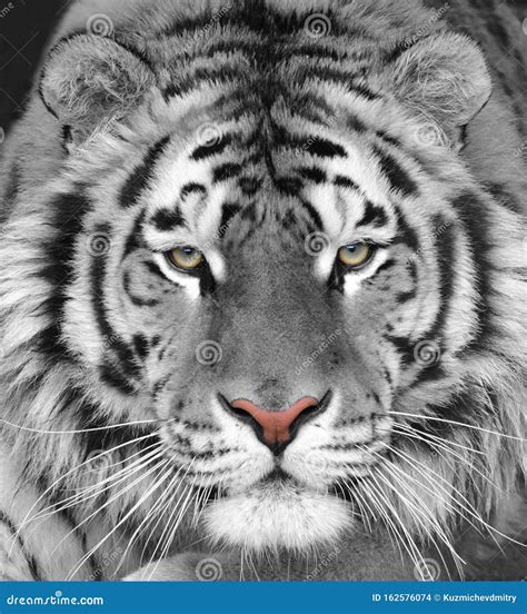 The Head Of A White Beautiful Tiger Stock Photo Image Of Close