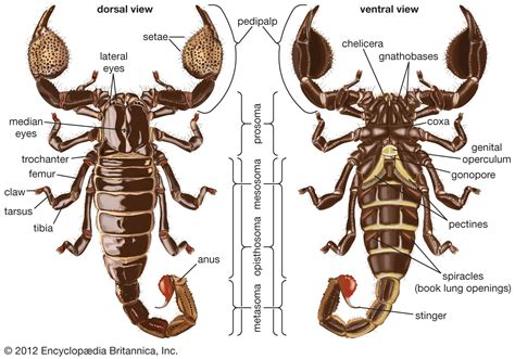 Scorpion Adaptations The Ultimate Guide To These Incredible Arachnids