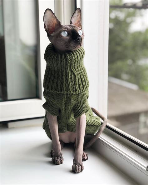 Chat Sphynx Cute Hairless Cat Hairless Cat In Sweaters Cat Sweaters