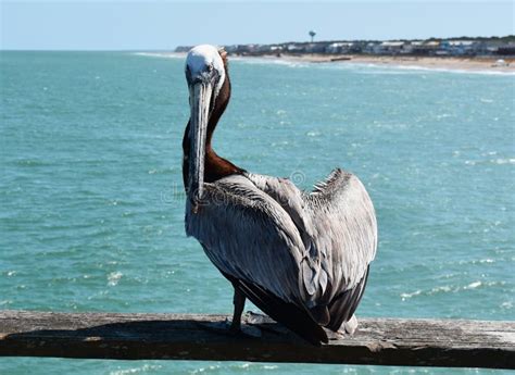Pelican On Fishing Pier Stock Image Image Of America 148009809