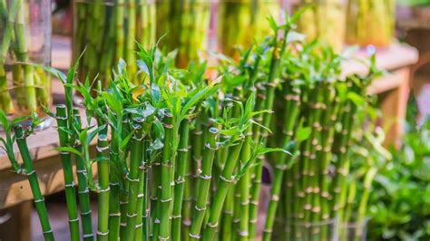 Halaman Unduh Untuk File Bunga Bambu Jepang Yang Ke 1