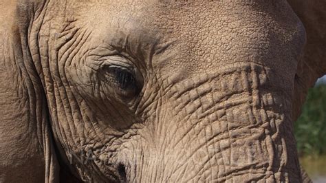 A Close Up Shot Of The Eye Of An African Elephant Loxodonta Africana