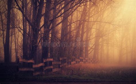 Mystic Forest A Foggy Day Stock Photo Image Of Horror 81523310