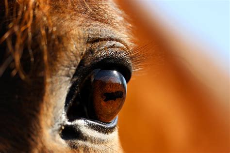 Horse Eye Free Photo On Pixabay Pixabay