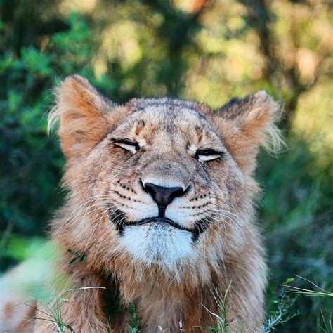 Pin By Max Tarsis On Mytoys Smiling Animals Big Cats Happy Animals