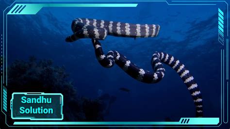 Top 7 Most Dangerous Sea Creatures In The Worldدنیا کی 7 خطرناک سمندری
