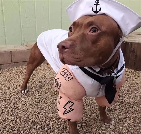 The 70 Greatest Pit Bull Halloween Costumes Ever Page 15 Of 23 The