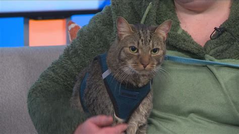 12 Strays of Christmas 2022: See dogs, cats and other pets up for