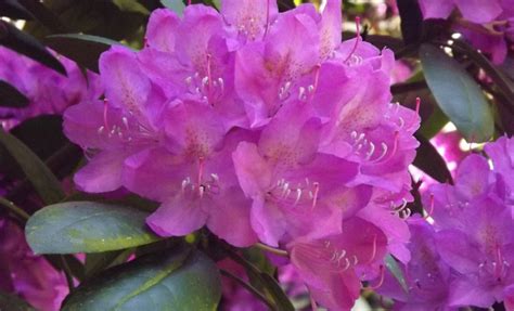 Does better on cool, moist. When & Where To Find Wildflowers in the Smoky Mountains