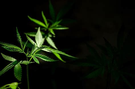 Premium Photo Cannabis On A Black Background