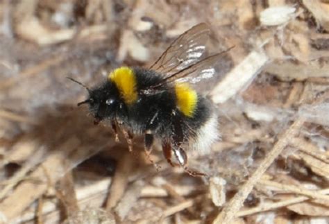 Dry grass clippings, piles of dried leaves, porch furniture cushions, insulation, or other loose material. Bumble Bee Nest in my Shed | HubPages