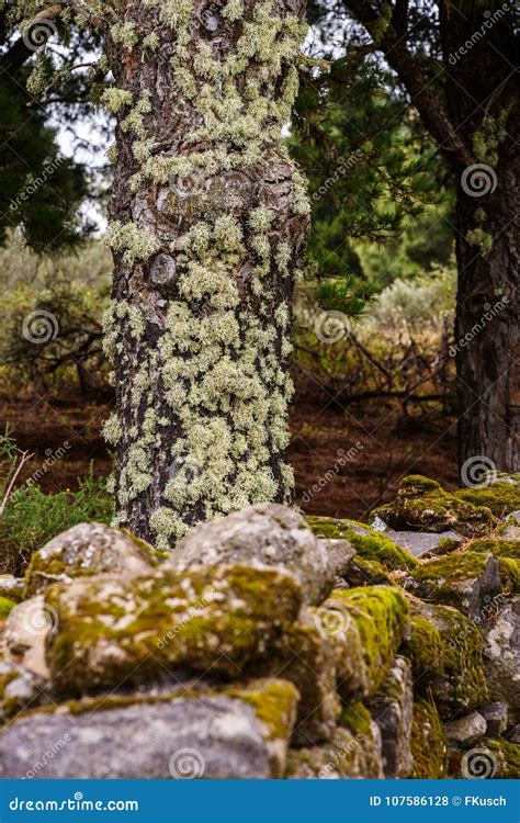 Lichens Ramalina Farinacea On A Tree Trunk Behind A Moss Covered