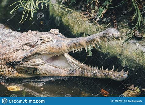 A Matured Male Gharial Gavialis Gangeticus A Fish Eating Crocodile Is