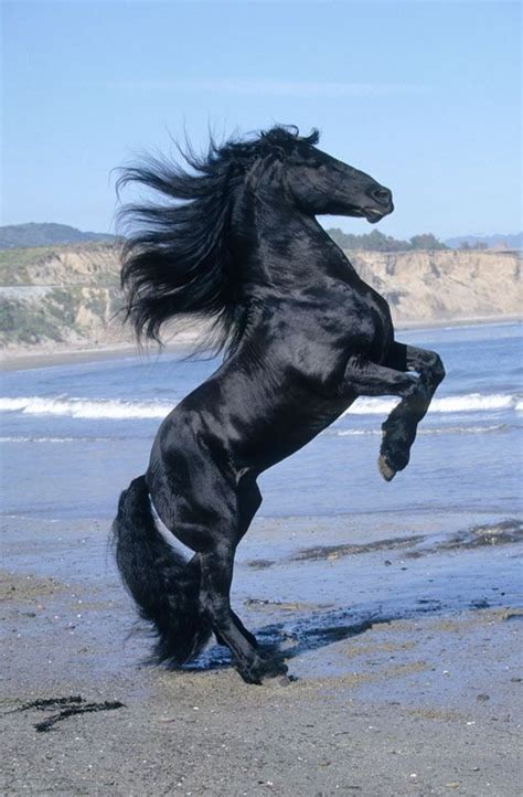 The Power Mooie Paarden Fries Paard Zwarte Paarden