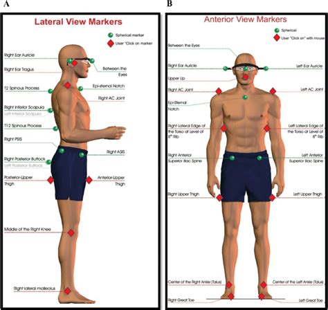 Anatomic Location Of Markers For Anteroposterior A And Lateral B