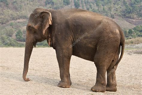 Profile Adult Elephant — Stock Photo © Stephane106 2925703