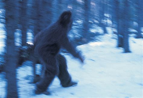 Real Yeti Sightings Bigfoot Photo